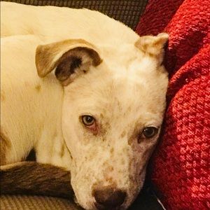 Meet your Posher, Molly